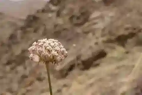 نبات البِينوكلّ tomentosa في بيئته الطبيعية