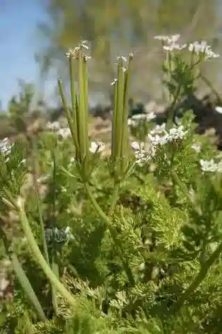 نبات المِشْوال pecten-veneris var. pecten-veneris في بيئته الطبيعية