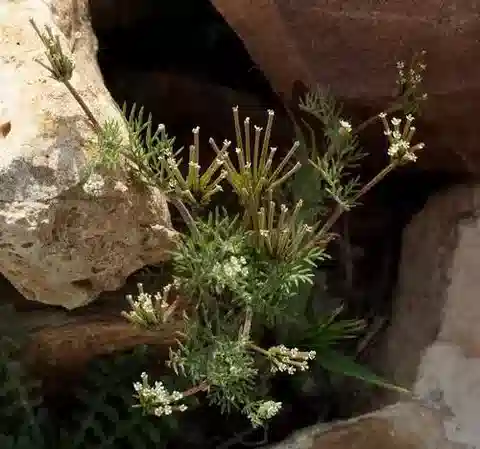 نبات المِشْوال stellata في بيئته الطبيعية