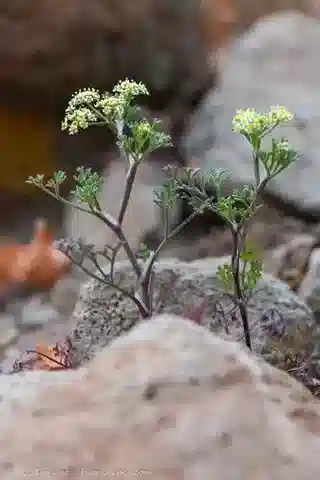 نبات الستوبركس dichotomum في بيئته الطبيعية