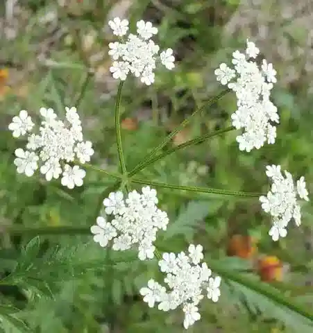 نبات الحَفَّاث arvensis subsp. neglecta في بيئته الطبيعية