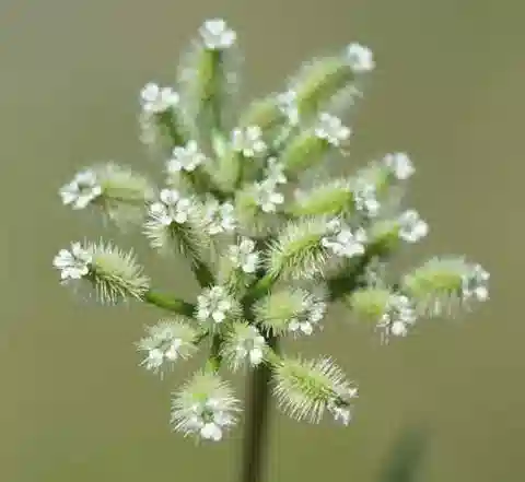 نبات الحَفَّاث leptophylla var. leptophylla في بيئته الطبيعية