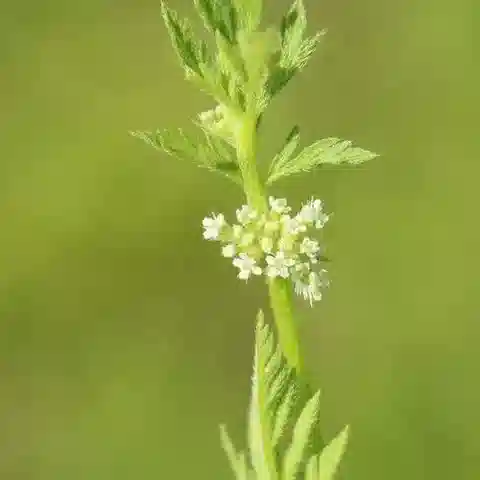 نبات الحَفَّاث nodosa في بيئته الطبيعية
