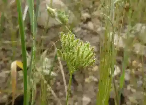 نبات الحَفَّاث tenella في بيئته الطبيعية