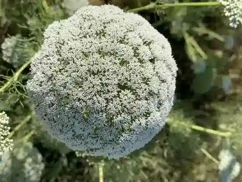 نبات الكَزّارة daucoides في بيئته الطبيعية