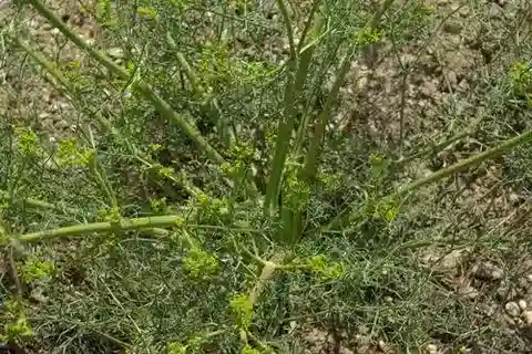 نبات الزُّسيما absinthiifolia في بيئته الطبيعية