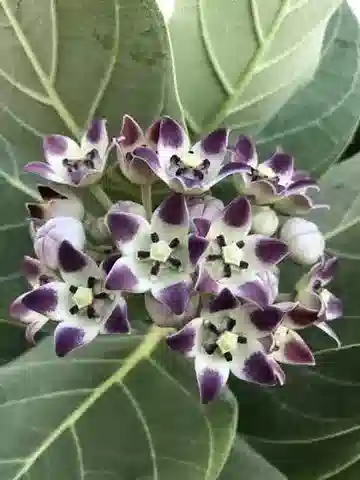 نبات العُشَر procera في بيئته الطبيعية