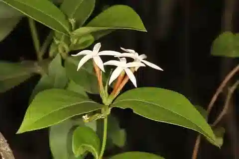 نبات الكاريسا spinarum في بيئته الطبيعية