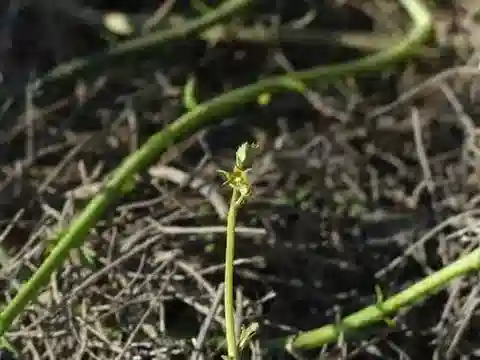 نبات كودانثيرا edulis في بيئته الطبيعية