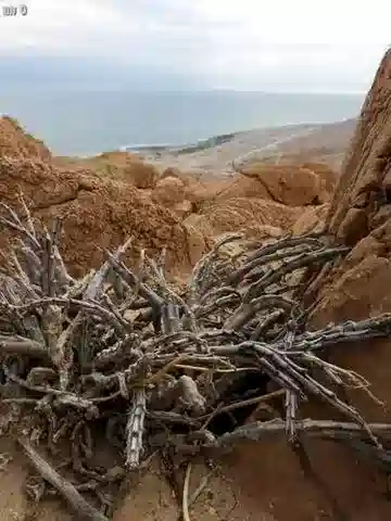 نبات كودانثيرا sinaica في بيئته الطبيعية