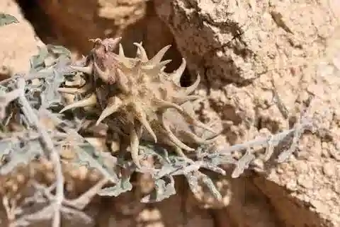 نبات سينانكوم boveanum subsp. nubicum في بيئته الطبيعية