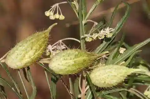 نبات جومفوكاربوس fruticosus subsp. flavidus في بيئته الطبيعية