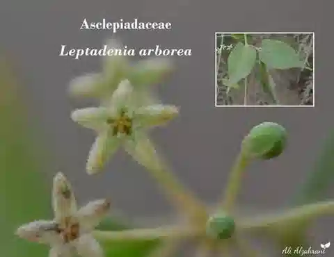 نبات الليبتادينيا arborea في بيئته الطبيعية