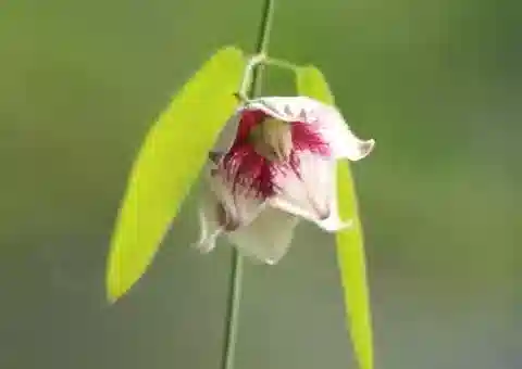 نبات أوكسيستيلما esculentum في بيئته الطبيعية