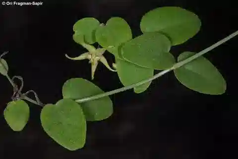 نبات بنتاتروبس nivalis في بيئته الطبيعية