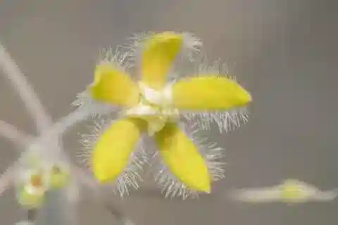 نبات البرجولاريا tomentosa في بيئته الطبيعية