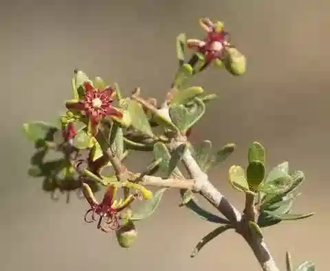 نبات البريبلوكا angustifolia في بيئته الطبيعية