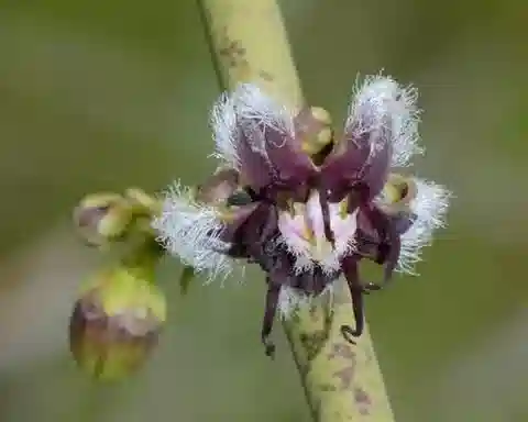 نبات البريبلوكا aphylla subsp. laxiflora في بيئته الطبيعية