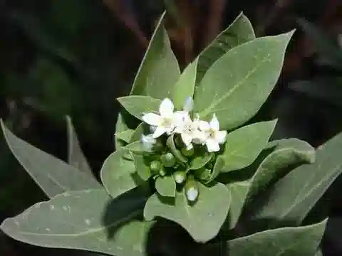 نبات الحرمل الصحراوي greissii في بيئته الطبيعية