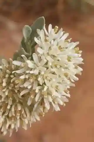 نبات الحرجل arghel في بيئته الطبيعية