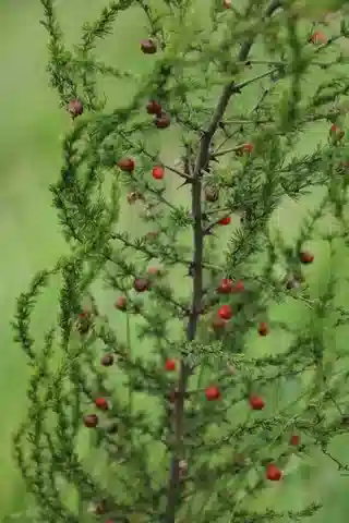 نبات الهليون الأفريقي في بيئته الطبيعية