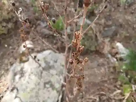 نبات الأسفوديل الصيفي في بيئته الطبيعية