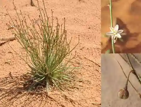 نبات الأسفوديل المنعكس في بيئته الطبيعية
