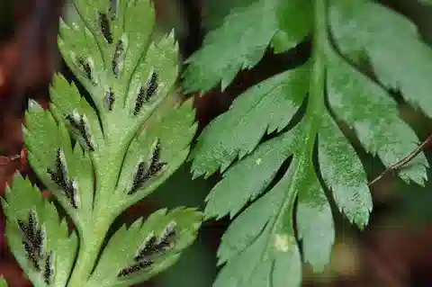نبات الأسبلينيوم الأسود في بيئته الطبيعية