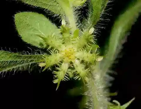 نبات الأكانثوسبيروم hispidum في بيئته الطبيعية