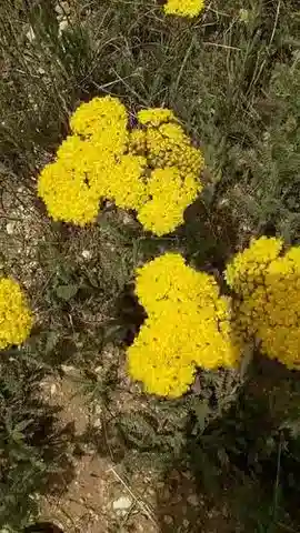 نبات الأخيلية arabica في بيئته الطبيعية