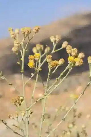 نبات الأخيلية fragrantissima في بيئته الطبيعية