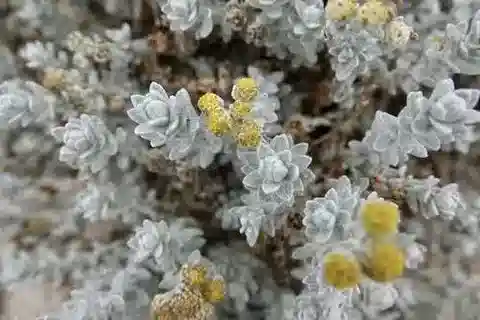 نبات الأخيلية maritima subsp. maritima في بيئته الطبيعية