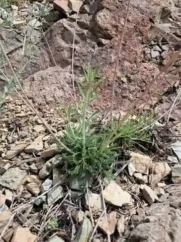 نبات الأخيلية tenuifolia في بيئته الطبيعية