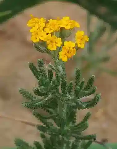 نبات الأخيلية wilhelmsii في بيئته الطبيعية