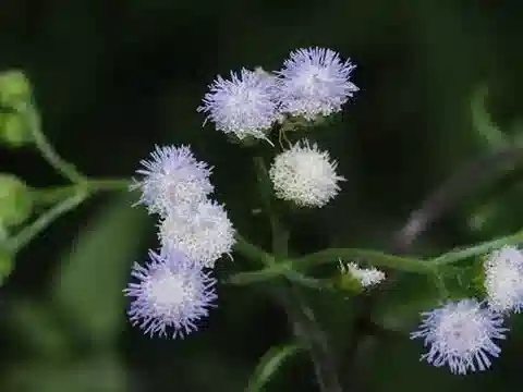 نبات الأجيراتوم conyzoides في بيئته الطبيعية