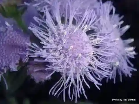 نبات الأجيراتوم houstonianum في بيئته الطبيعية