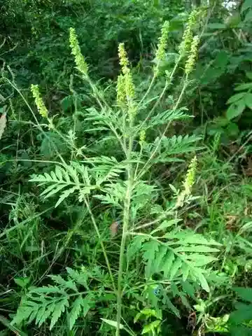 نبات المرار artemisiifolia في بيئته الطبيعية
