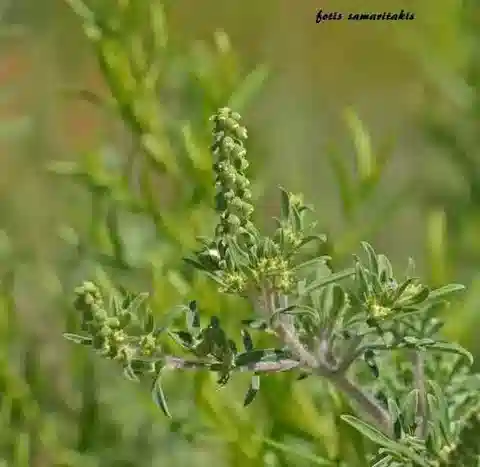 نبات المرار maritima في بيئته الطبيعية