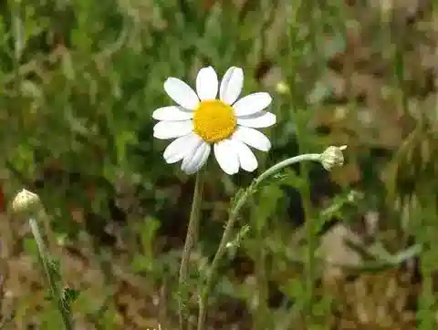نبات الأنثيميس arvensis subsp. a في بيئته الطبيعية