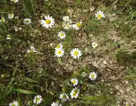 نبات الأنثيميس bornmuelleri var. bornmuelleri في بيئته الطبيعية
