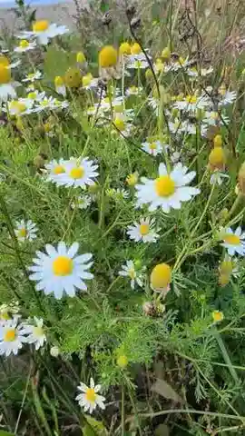 نبات الأنثيميس cotula في بيئته الطبيعية
