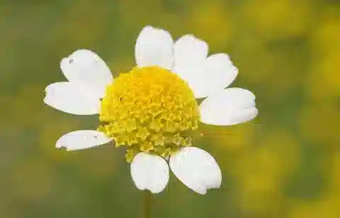 نبات الأنثيميس hebronica في بيئته الطبيعية