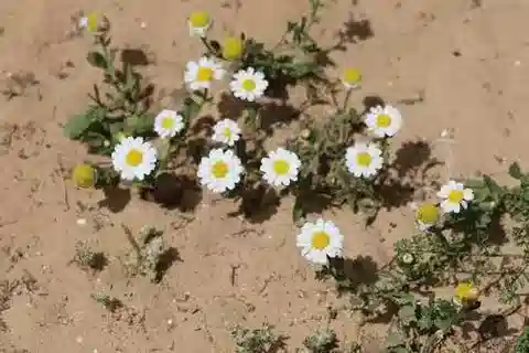 نبات الأنثيميس leucanthemifolia في بيئته الطبيعية