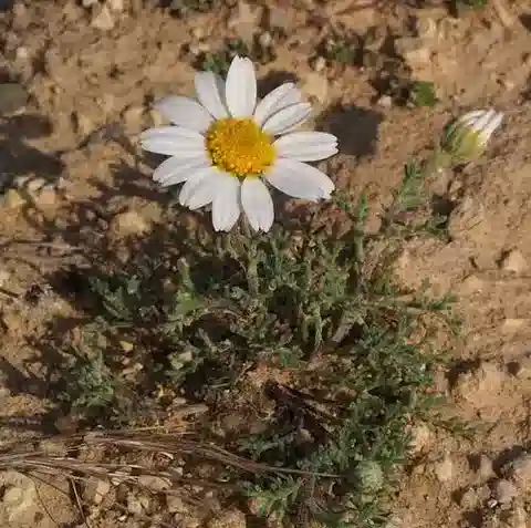نبات الأنثيميس melampodina subsp. melampodina في بيئته الطبيعية