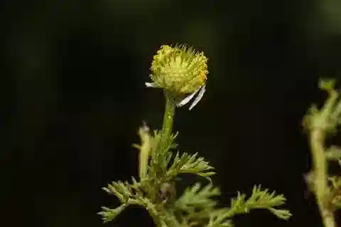 نبات الأنثيميس pseudocotula subsp. rotata في بيئته الطبيعية
