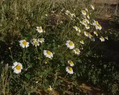 نبات الأنثيميس zoharyana في بيئته الطبيعية