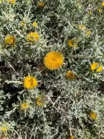 نبات الأنفيلا garcinii subsp. garcinii في بيئته الطبيعية