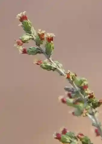 نبات الأقحوان herba-alba في بيئته الطبيعية