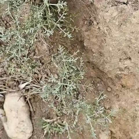 نبات الأقحوان inculta في بيئته الطبيعية