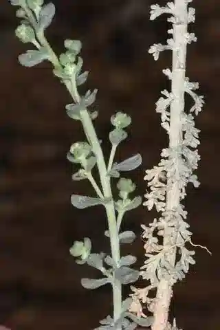 نبات الأقحوان judaica subsp. judaica في بيئته الطبيعية